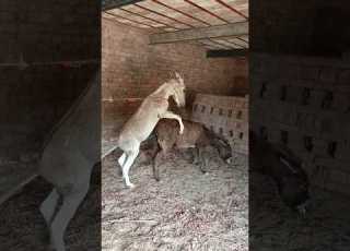  The Two Donkeys Are Meeting Video Shorts