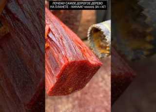 Why Is The Most Expensive Tree On Earth Kinam 2025 Facts Viral Funny News