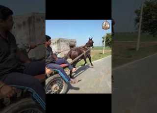  TARZAN S TRAINING Horse Viral Shorts