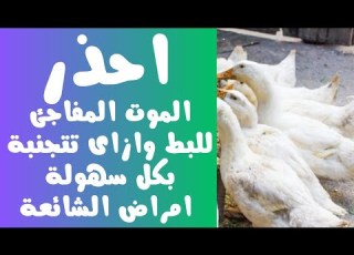  احذر الموت المفاجئ للبط ازاى تتجنبة بكل سهولة بمكون واحد من الصيدلية البيطرية