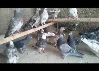 کبوترای آقای حاج حسن گنجی Iranian High Flyers Pigeon کلوپ کبوتر ایران