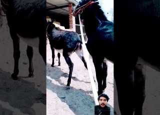  Funniest Donkey Donkey Horse Animals Donkeyfarm Horselover Goat Funny Horseriding Cow