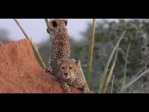 Cheetah Family At Tsavo Kenya Kiboko River Camp Cheetah Family At Tsavo Kenya Kiboko River Camp