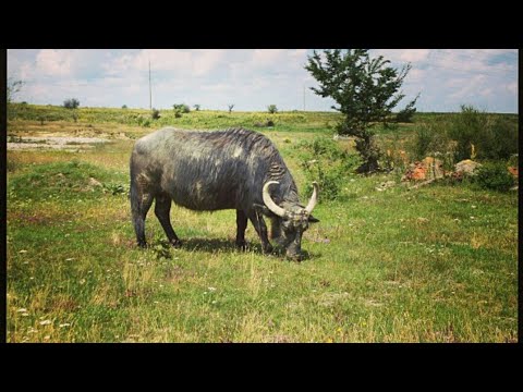 جاموس العراق عراكه