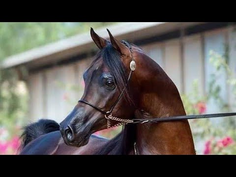 اذا المرء لم يرضى بما ربه وهب حالات واتس اب 2019 الخيل العربي وضرب حوافرها