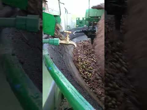 زيارة معصرة الزيتون في البادية معصرة حديثة لطحن الزيتون واستخلاص زيت الزيتون الزيتون البادية زيت