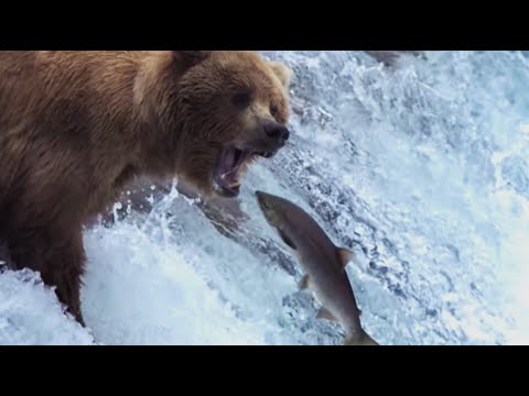 Grizzly Bears Catching Salmon Nature S Great Events BBC Earth