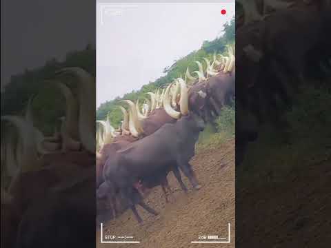 ANKOLE WATUSI CATTLE Biggest Bulls And Cow Cows Bulls Ankole