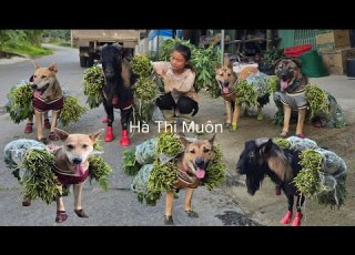  Vietnamese Girl And Her Dogs And Goats Pick Cassava Leaves To Sell At The Market To Make A Living