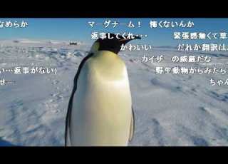 コメ付き 南極で出会った紳士的な皇帝ペンギン