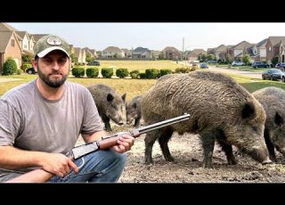  We Can T Let These WILD HOGS Take Over Our Community