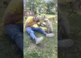  قرد يمسح دموع صاحبه