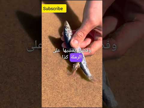 كائن غريب في البحر اكسبلور ترند معلومات حقائق