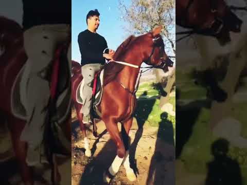 خيل عربي قصيدة روحت مع مهب الريح يا هملالي خيل عربي قصيدة روحت مع مهب الريح يا هملالي