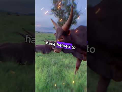 Ankole Watusi Cattle Beyond The Impressive Horns