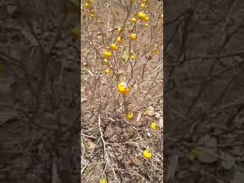 Faida Ya Tunguja Pori Au Ndulele Katika Kumsaulisha Mtu Jambo Lolote Pt2