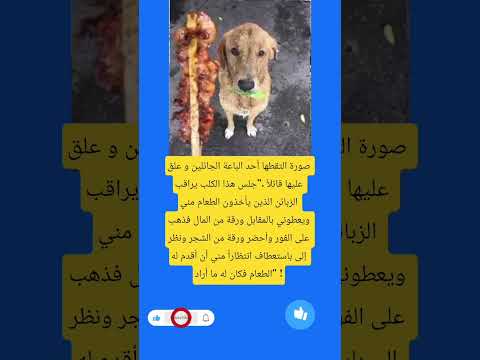 صورة التقطها أحد الباعة الجائلين و علق عليها قائلا جلس هذا الكلب يراقب الزبائن الذين يأخ لايك