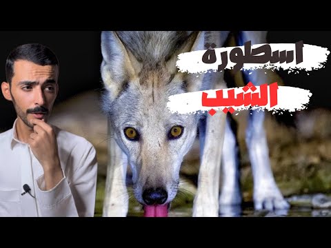 اسطورة الشيب وليد قصص