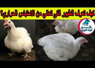 الاجهاد الحراري في الدواجن أعراضه وأضراره وكيف تعرف الفراخ اللى بتعاني من الاجهاد الحراري
