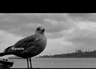  حالات واتس اب كلاسيكيه