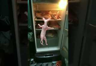 Billi Bilo Funny Youtubeshorts