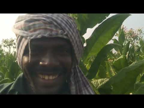 Kulikivellina O Machakari