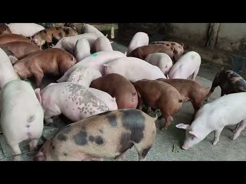 INGIZA MAMILIONI KWA KUNENEPESHA NGURUWE PART 1 EARN TANZANIA MILLIONS FOR FATTENING PIGS PART 1 INGIZA MAMILIONI KWA KUNENEPESHA NGURUWE PART 1 EARN TANZANIA MILLIONS FOR FATTENING PIGS PART 1