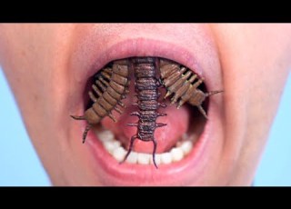  BUGS GROW FOR TEETH
