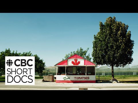 The Ketchup War How Heinz French S Turned The Tomato Capital Of Canada Into A Battleground