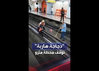 مشهد طريف عمال ينجحون في ضبط دجاجة هاربة عطلت خطوط المترو في أميركا