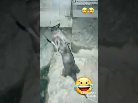 اشقك واشق ابوك