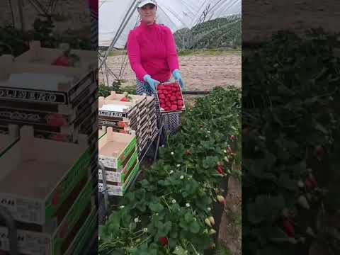 Deja S Au Copt Căpșunile în Altă țară