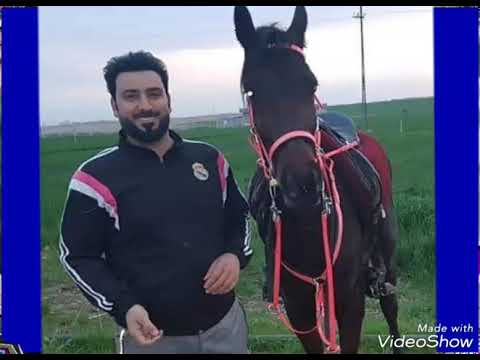 احمد الغريب موال مو كلمن ركب عل الخيل خيال