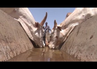 Von Der Knappheit Zum Zugang Wasserdämme Beleben Viehbestände In Nord Und Ostuganda