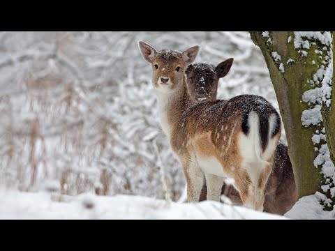Beautiful Relaxing Music Peaceful Soothing Instrumental Music In 4k Winter Wildlife By Tim Janis
