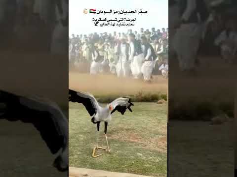 السودان لو م سوداني ابقا مارق صقرية السودان صقرالجديان العرضة التي تسمي الصقرية