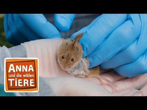 Wer Lässt Die Maus Raus Reportage Für Kinder Anna Und Die Wilden Tiere