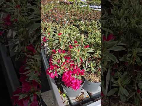 2026 03 25 Shorts Lovely Wander Around Hilltop Garden Centre Shilton Coventry UK