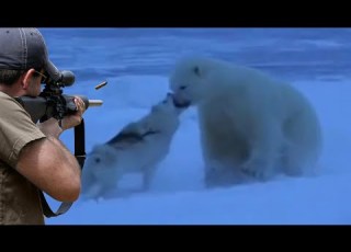 Decisive Showdown Polar Bear Dog And Hunter Part 1