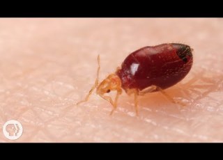  Watch Bed Bugs Get Stopped In Their Tracks Deep Look