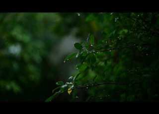 Soft Rain On Leaves 8 Hours Of Gentle Forest Rainfall No Music Sleep Study Deep Rest