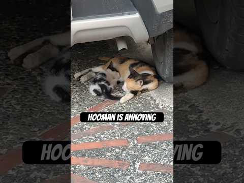 I Woke The Momma Cat Subscribe Shorts Love Viral Trending Ytshorts Shortvideo Funny