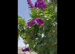  نبات تمر حنه نباتات مقترحه للزرع الخارجي ومناسبه لجو الخليج