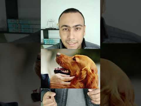 ازاى تصاحب كلب بلدى