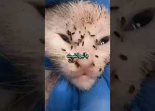 سبب إصابة القطط بالبراغيث قطط قطة حقائق معلومات