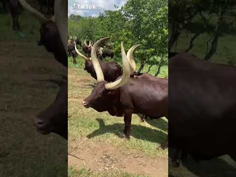 Ankore Cows In UGANDA