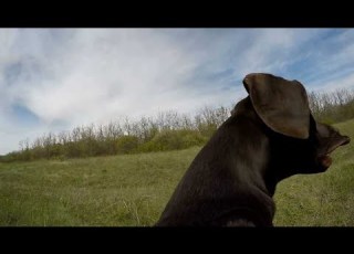 جرمن پوائنٹر بمقابلہ انگلش پوائنٹر کونسا بہتر ہے جرمنپوائنٹر انگلشپوائنٹر کتا کتوں کی نسلیں