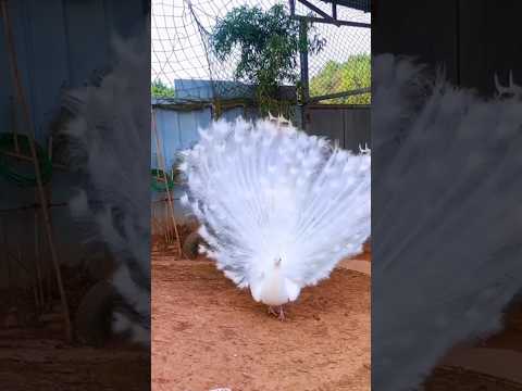 Peacock म र 孔雀 طاووس أبيض سبحان الخالق