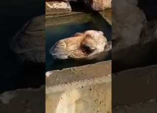  كيف سقط الجمل في الهرابه