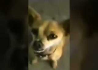  Yo Quiero Taco Bell Chihuahua Meme